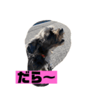 アンちゃんファミリー・2静岡方言編（個別スタンプ：14）