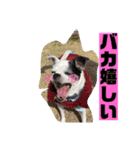 アンちゃんファミリー・2静岡方言編（個別スタンプ：16）