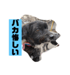 アンちゃんファミリー・2静岡方言編（個別スタンプ：17）
