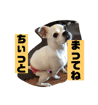 アンちゃんファミリー・2静岡方言編（個別スタンプ：19）