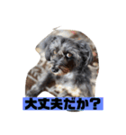 アンちゃんファミリー・2静岡方言編（個別スタンプ：21）