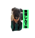 アンちゃんファミリー・2静岡方言編（個別スタンプ：22）