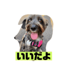 アンちゃんファミリー・2静岡方言編（個別スタンプ：26）
