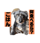 アンちゃんファミリー・2静岡方言編（個別スタンプ：27）
