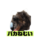 アンちゃんファミリー・2静岡方言編（個別スタンプ：31）