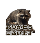 ⚫カフェラテでアライグマ敬語2（個別スタンプ：10）