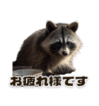 ⚫カフェラテでアライグマ敬語2（個別スタンプ：11）