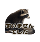 ⚫カフェラテでアライグマ敬語2（個別スタンプ：17）