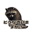 ⚫カフェラテでアライグマ敬語2（個別スタンプ：18）