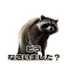 ⚫カフェラテでアライグマ敬語2（個別スタンプ：24）