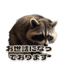 ⚫カフェラテでアライグマ敬語2（個別スタンプ：27）