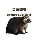 ⚫カフェラテでアライグマ敬語2（個別スタンプ：33）