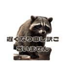 ⚫カフェラテでアライグマ敬語2（個別スタンプ：35）