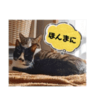 武居family41（個別スタンプ：8）