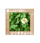武居family41（個別スタンプ：17）
