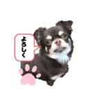 はなにゃん1（個別スタンプ：2）