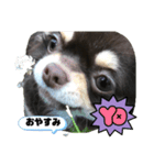 はなにゃん1（個別スタンプ：3）