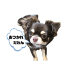 はなにゃん1（個別スタンプ：4）