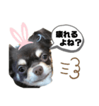 はなにゃん1（個別スタンプ：5）