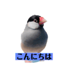 文鳥ラムネ＆ソーダのスタンプ（個別スタンプ：1）