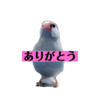 文鳥ラムネ＆ソーダのスタンプ（個別スタンプ：3）