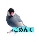 文鳥ラムネ＆ソーダのスタンプ（個別スタンプ：4）