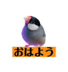 文鳥ラムネ＆ソーダのスタンプ（個別スタンプ：5）