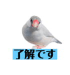 文鳥ラムネ＆ソーダのスタンプ（個別スタンプ：6）