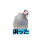 文鳥ラムネ＆ソーダのスタンプ（個別スタンプ：9）