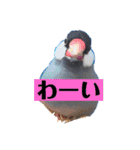 文鳥ラムネ＆ソーダのスタンプ（個別スタンプ：10）