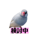 文鳥ラムネ＆ソーダのスタンプ（個別スタンプ：11）