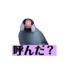 文鳥ラムネ＆ソーダのスタンプ（個別スタンプ：12）