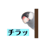 文鳥ラムネ＆ソーダのスタンプ（個別スタンプ：13）