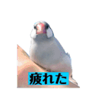 文鳥ラムネ＆ソーダのスタンプ（個別スタンプ：15）