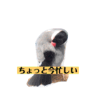 文鳥ラムネ＆ソーダのスタンプ（個別スタンプ：16）
