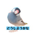 文鳥ラムネ＆ソーダのスタンプ（個別スタンプ：17）
