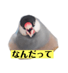 文鳥ラムネ＆ソーダのスタンプ（個別スタンプ：18）