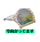 文鳥ラムネ＆ソーダのスタンプ（個別スタンプ：19）