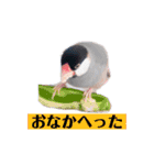 文鳥ラムネ＆ソーダのスタンプ（個別スタンプ：20）