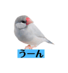 文鳥ラムネ＆ソーダのスタンプ（個別スタンプ：21）