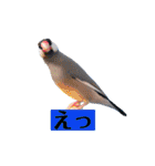 文鳥ラムネ＆ソーダのスタンプ（個別スタンプ：22）