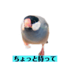 文鳥ラムネ＆ソーダのスタンプ（個別スタンプ：23）
