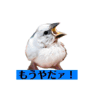 文鳥ラムネ＆ソーダのスタンプ（個別スタンプ：24）