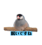 文鳥ラムネ＆ソーダのスタンプ（個別スタンプ：25）