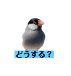 文鳥ラムネ＆ソーダのスタンプ（個別スタンプ：27）