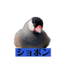 文鳥ラムネ＆ソーダのスタンプ（個別スタンプ：28）
