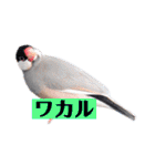 文鳥ラムネ＆ソーダのスタンプ（個別スタンプ：29）