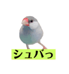 文鳥ラムネ＆ソーダのスタンプ（個別スタンプ：30）