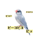 文鳥ラムネ＆ソーダのスタンプ（個別スタンプ：31）