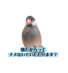 文鳥ラムネ＆ソーダのスタンプ（個別スタンプ：33）